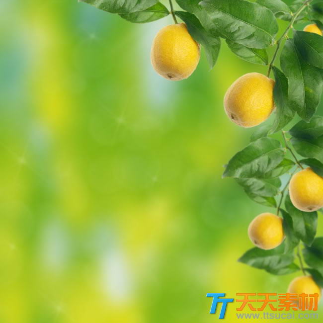 黄色柠檬果绿叶背景图片